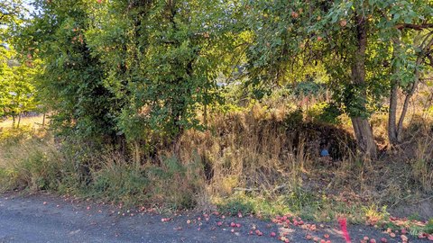 Land, Peck, ID