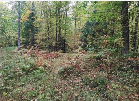 Wooded Recreation Hunting Land Parcel