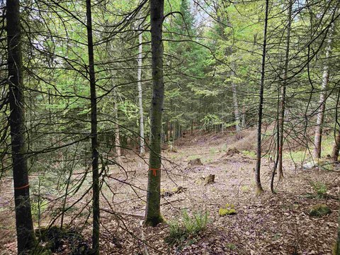 Lyman, NH Land Parcel