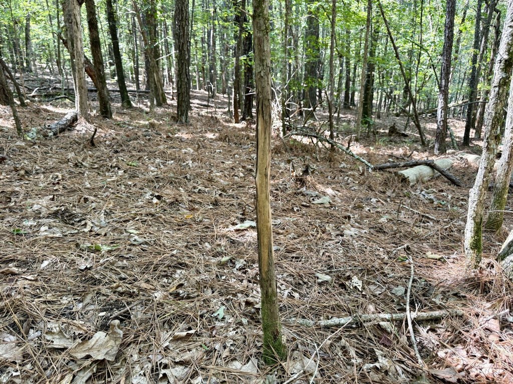 Picture 18