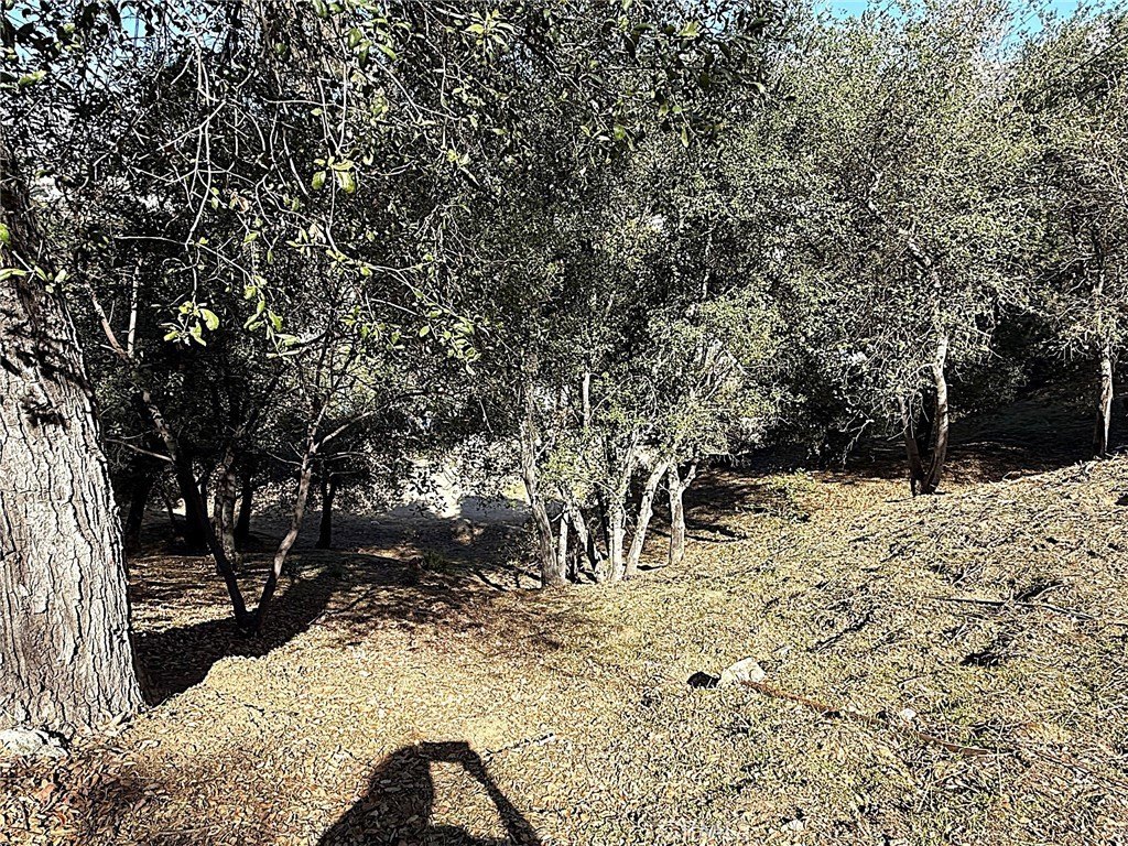 Picture 17