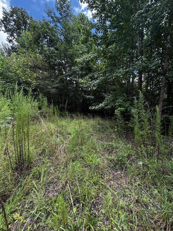 Picture 8
