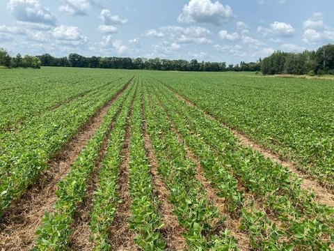 Productive Farmland Parcel with Paved Access