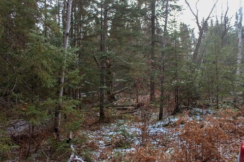 Hulbert Wooded Land For Sale