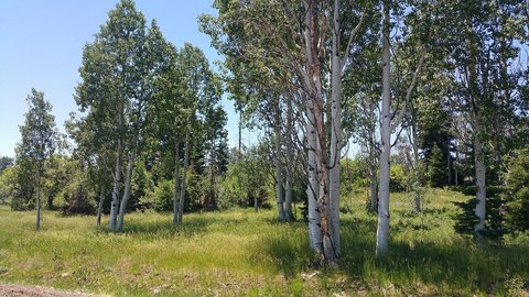Land Near Kolob Reservoir