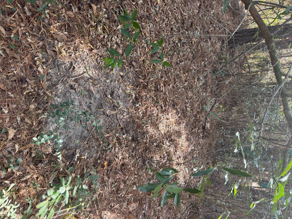 Picture 31
