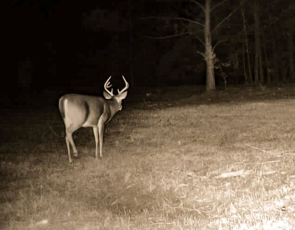 Picture 45