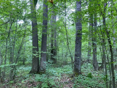 Recreation Land with Wetland