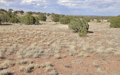 LAND - Concho, AZ