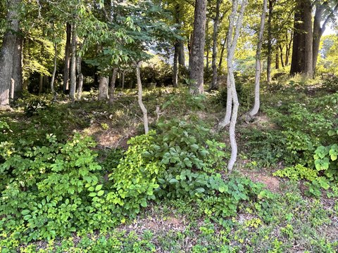 LAND - Morristown, TN