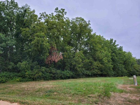 Wooded Land in Lake Carroll
