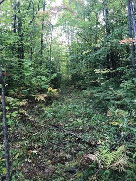 95.6 Acres Hunting Land