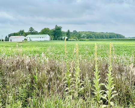 Productive Farmland with Machinery Shed