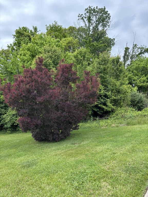 Picture 25