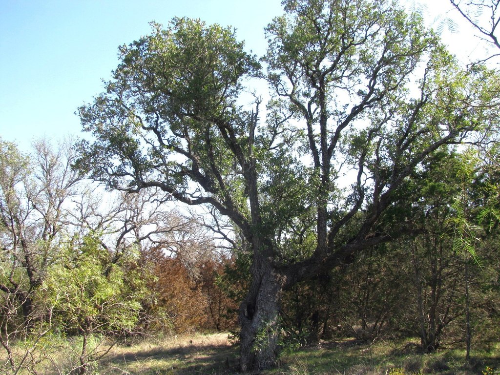 Picture 35