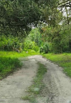 Wooded Residential Lot for Homes