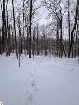 Interlochen Vacant Land with Mature Trees