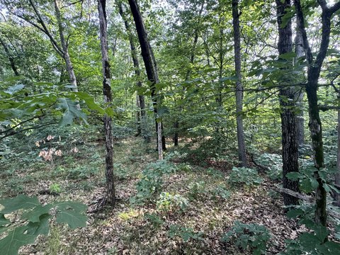 LAND - White Cloud, MI