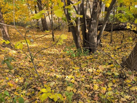 Serene Residential Lot in Joliet