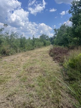 Undeveloped Land Near National Forest