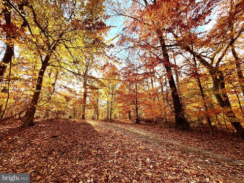 Unrestricted Wooded Acreage Near Martinsburg