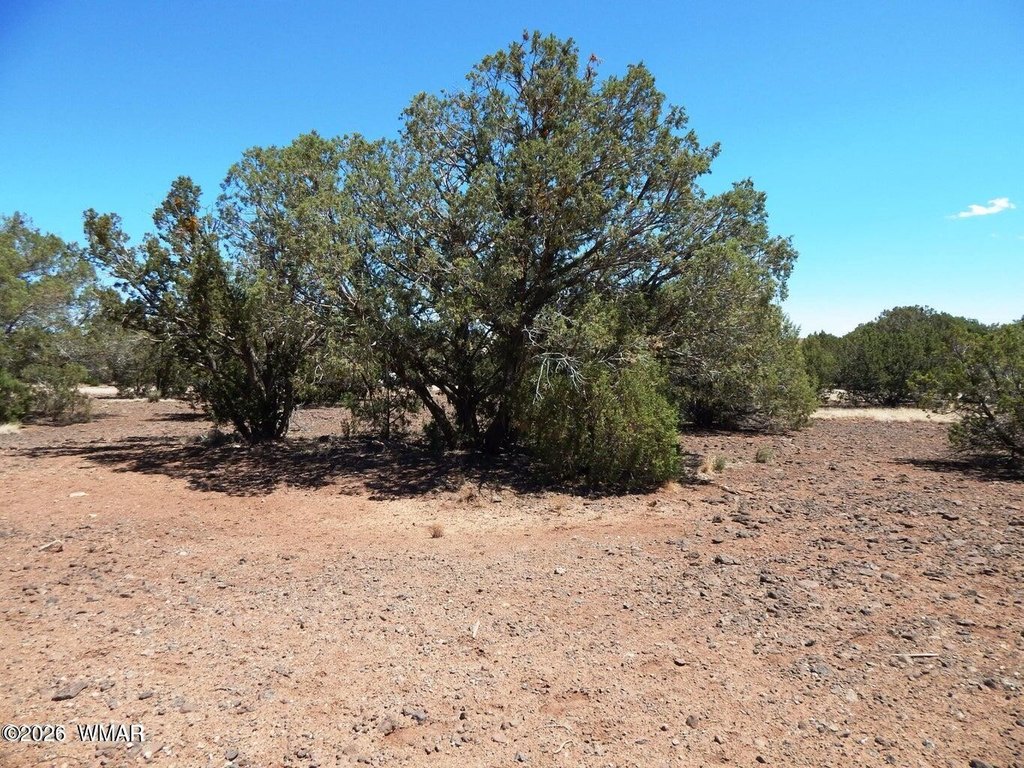 Picture 8