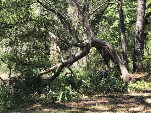 Johns Island Land For Sale