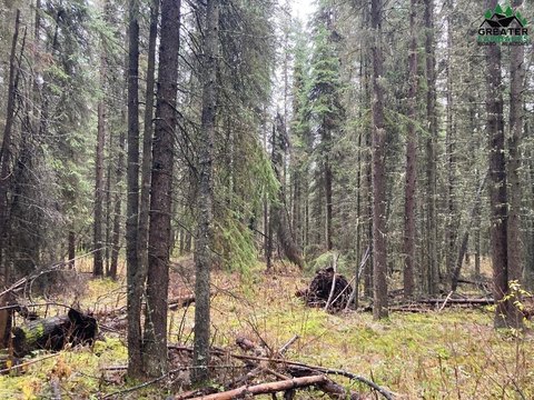 Wooded Lot in Fairbanks, AK
