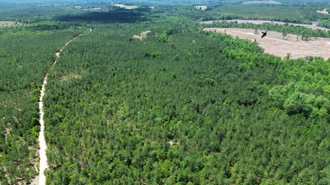 Timber and Hunting Tract Land