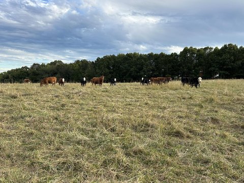 Land, Billings, MO