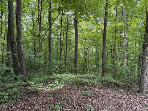Lots & Acreage, Sharps Chapel, TN