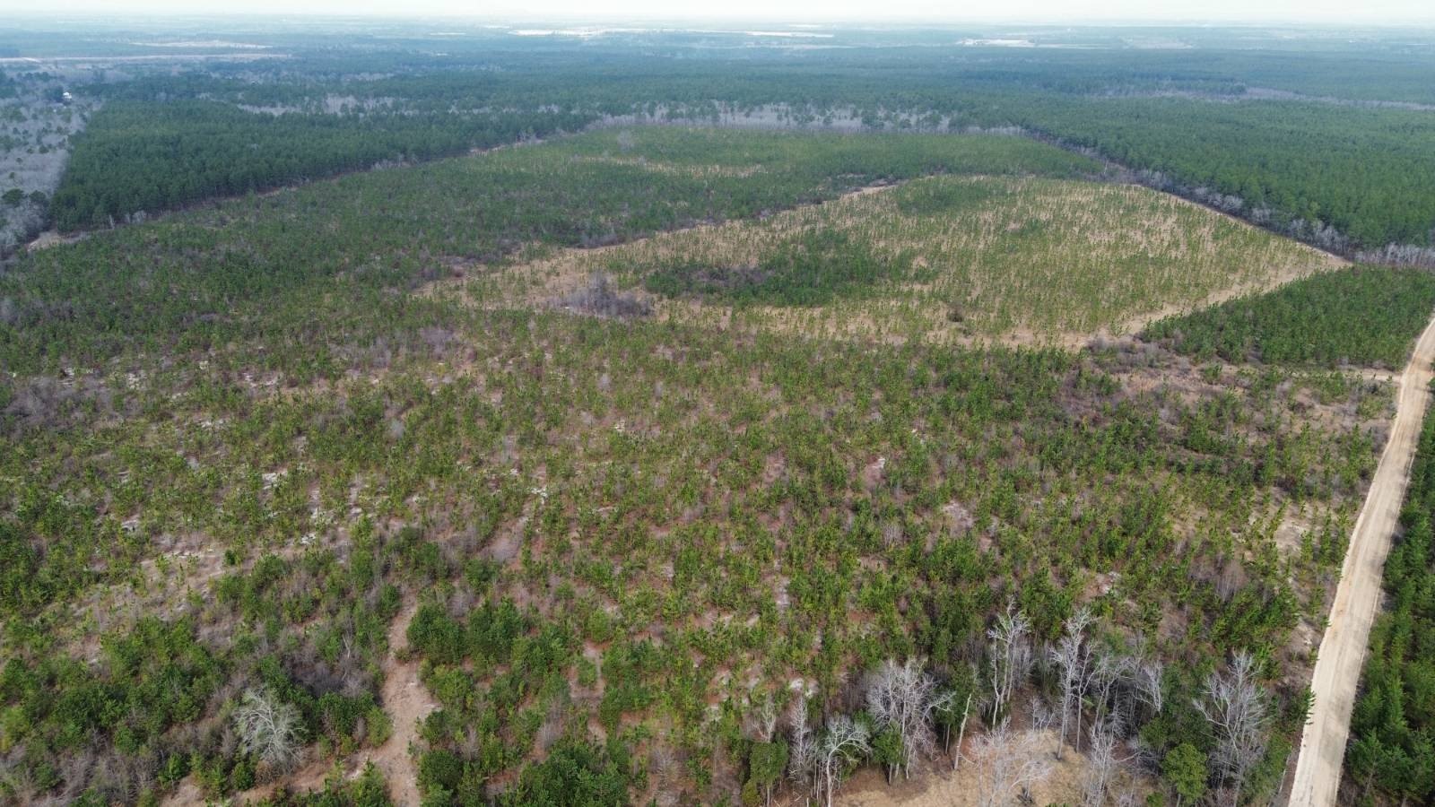 132 Acres of Longleaf Pine