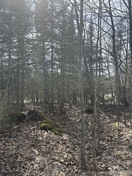 Ontonagon County Wooded 10-Acre Parcel
