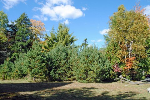 Commercially Zoned Land Near Trails