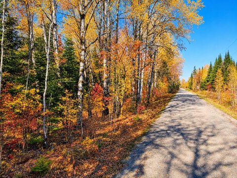 Wooded Recreational Land Parcel