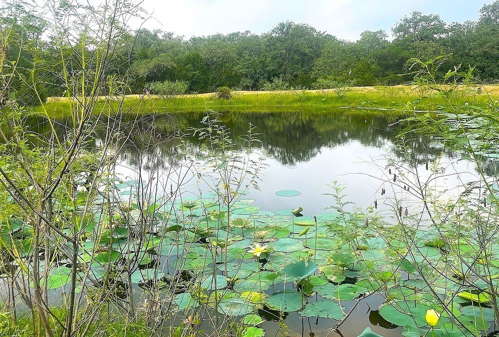 Wooded Acres with Pond and Electric