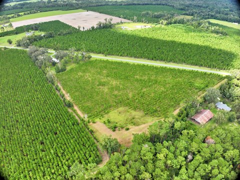 Planted Pine Agricultural Land