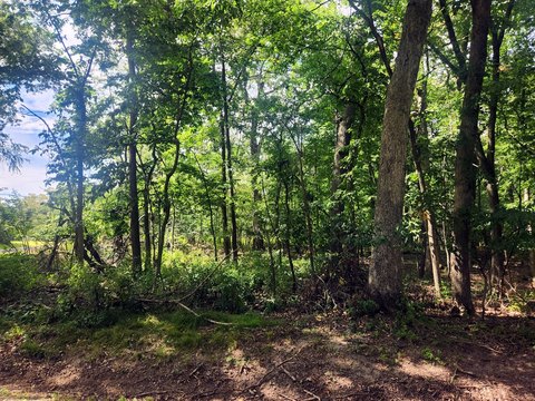 Wooded Lot Near West Beach