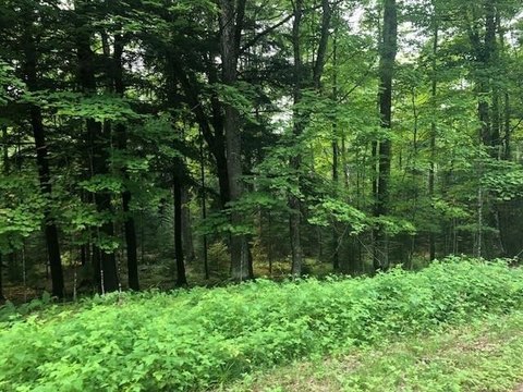 Wooded Recreational Land Parcel