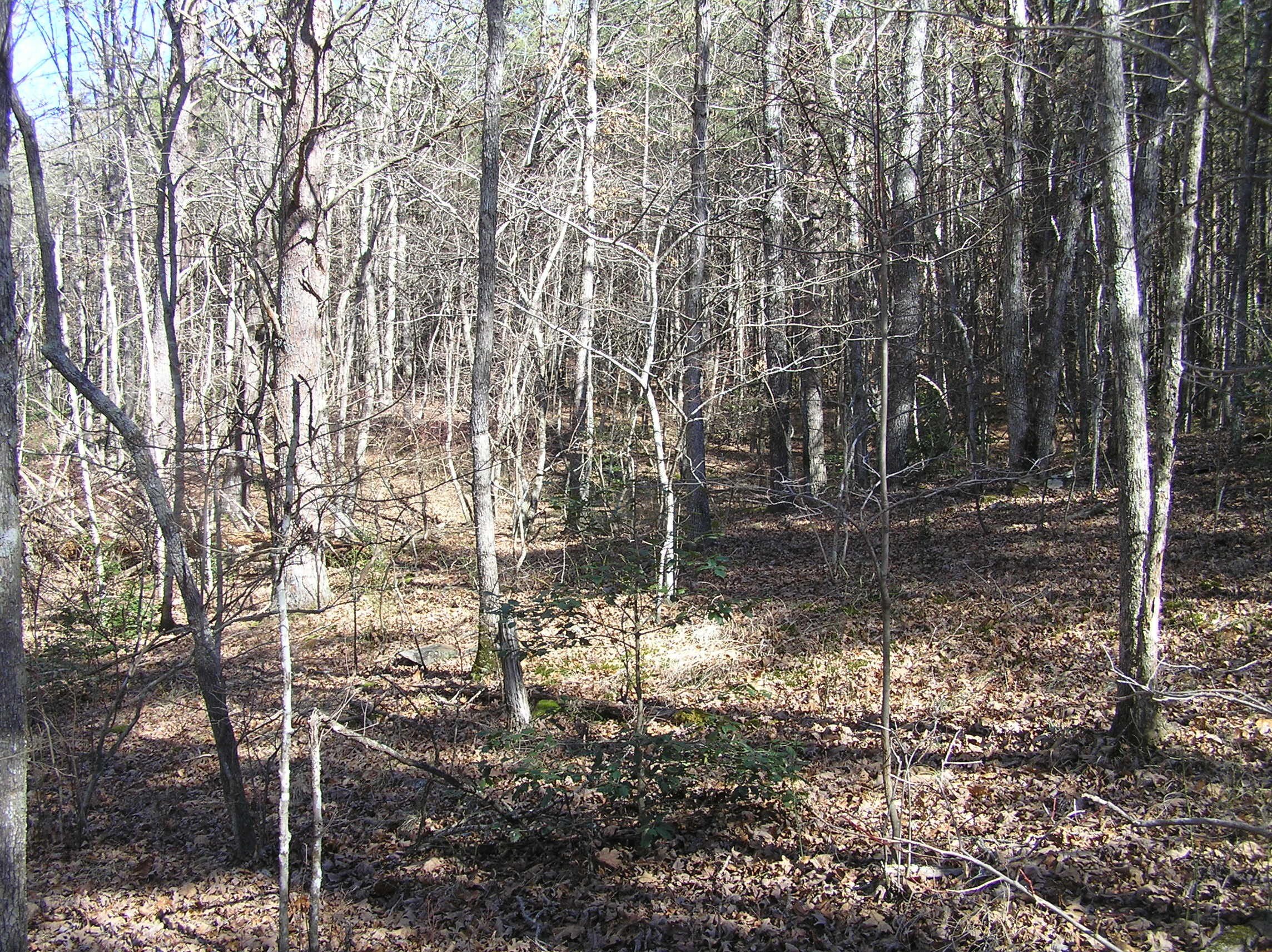 Wooded Land in Spencer, TN