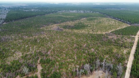 Planted Longleaf Pine Timber Tract