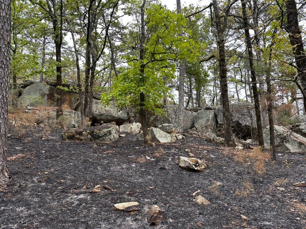 Picture 11