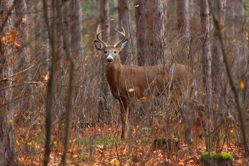 Picture 51