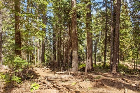 Land Bordering National Forest