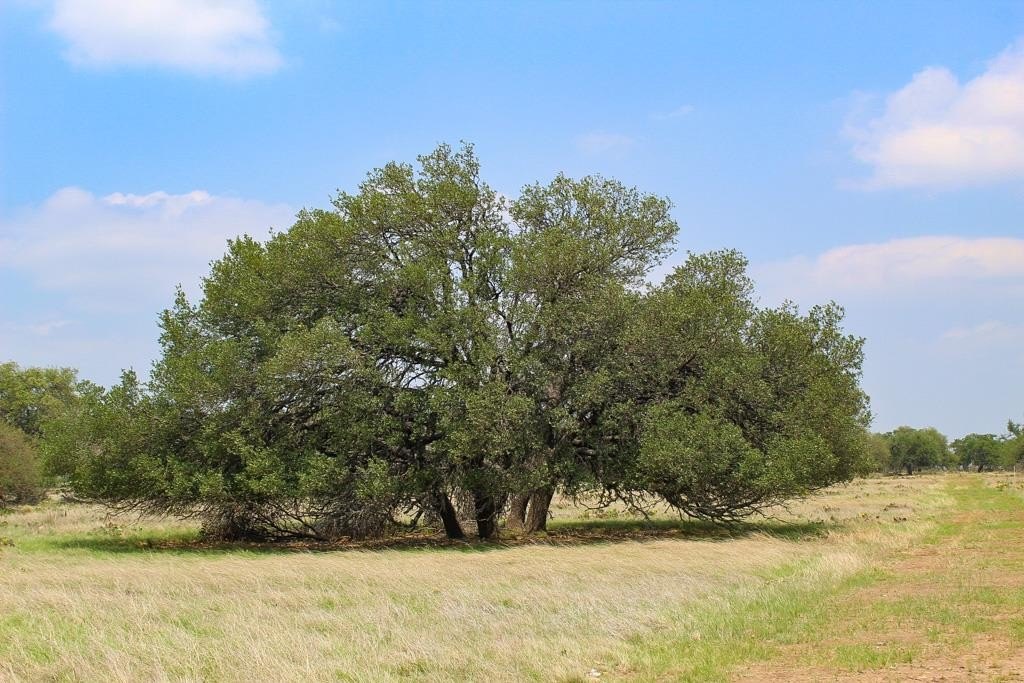 Harper, TX Land Opportunity