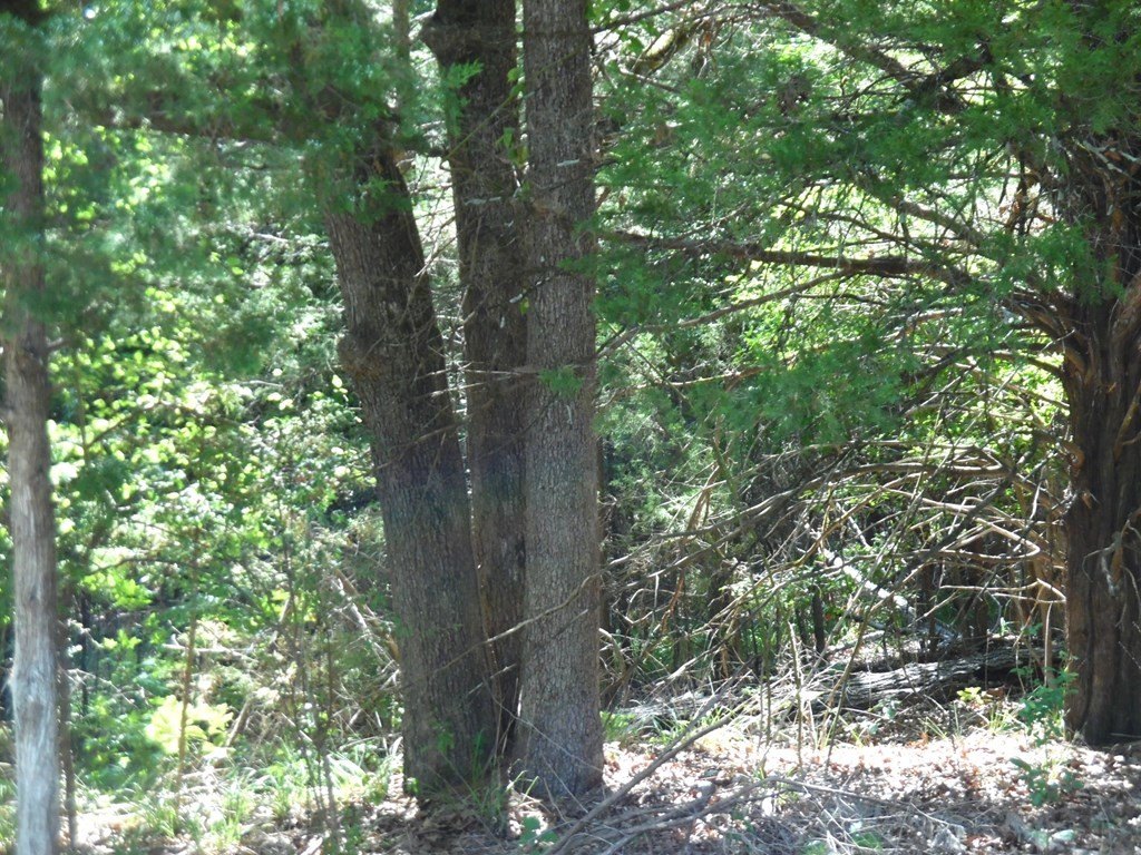 Picture 8