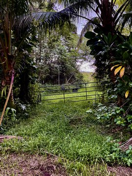 LAND - Pahoa, HI