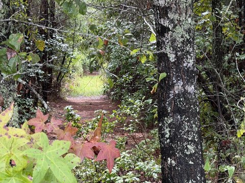 Land, Ridgeville, SC