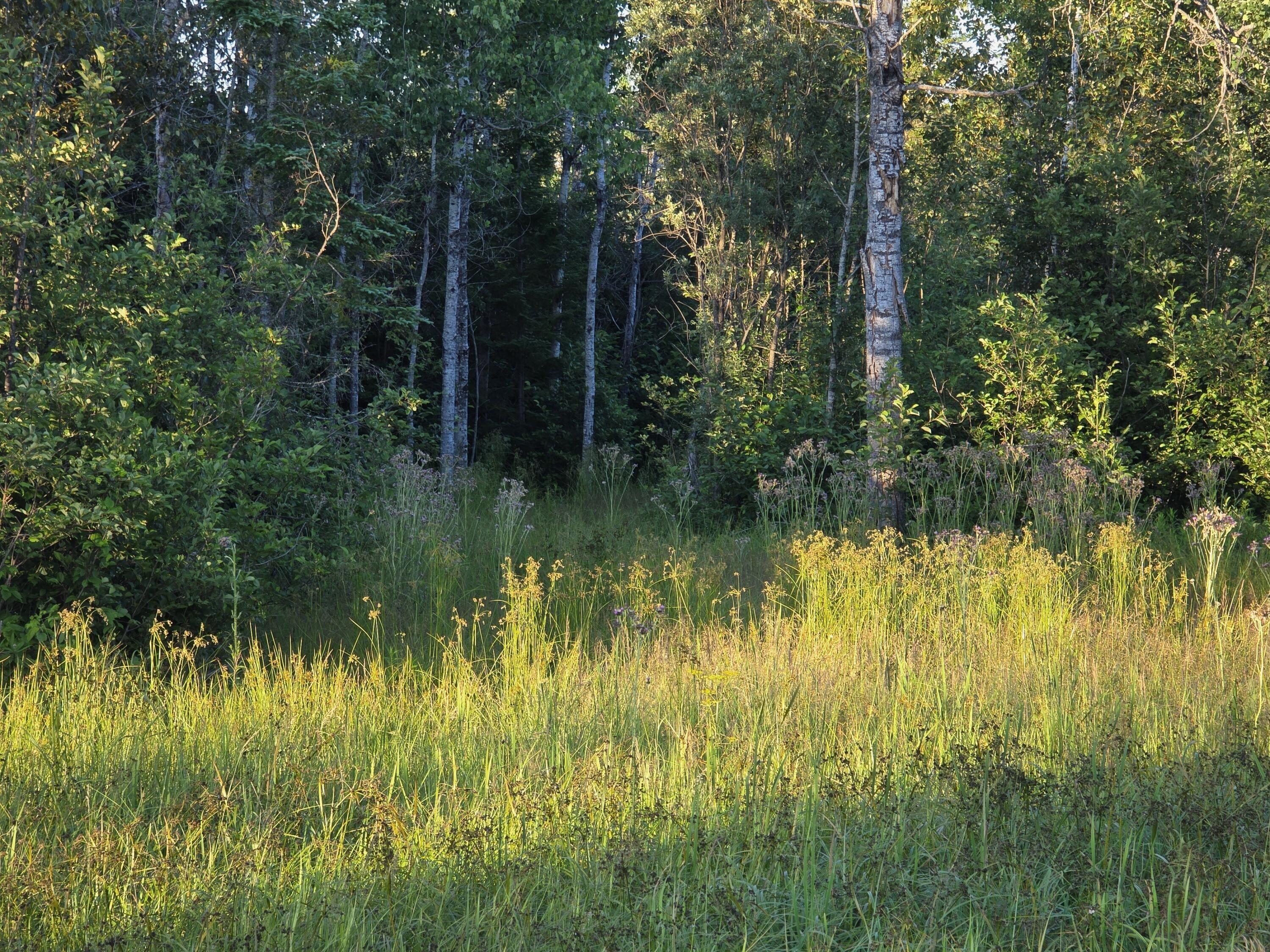 50 Acres Wooded Land