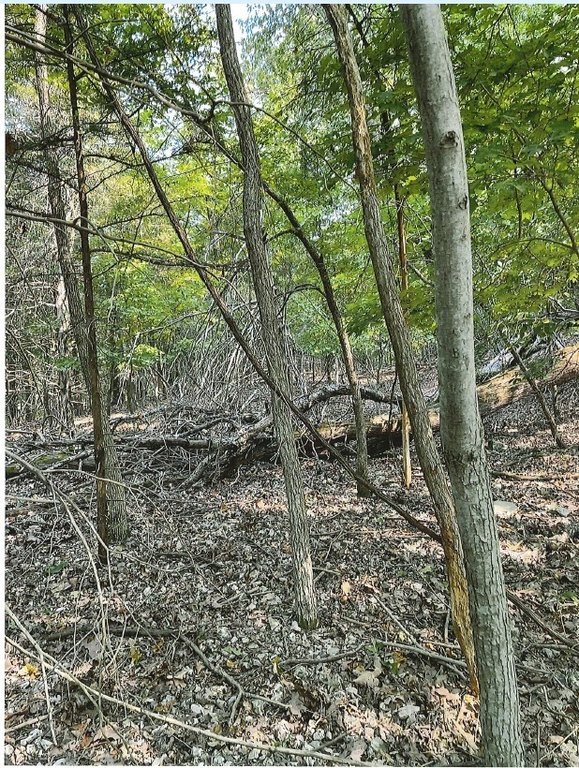 Picture 17